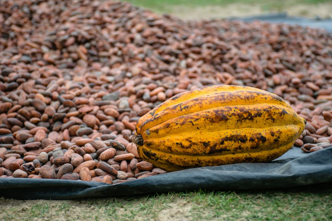 Cocoa Beans